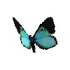 creature-butterfly-stichelseyemarkmale