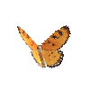 creature-butterfly-tawnycoster