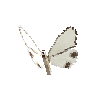 creature-butterfly-thalainachionoptila