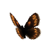 creature-butterfly-theanoalpinemale