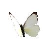 creature-butterfly-tropicalwhitedryseasonfemale