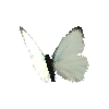 creature-butterfly-tropicalwhitemale