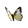 creature-butterfly-tropicalwhitewetseasonfemale