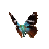 creature-butterfly-twobarredflasher