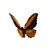 creature-butterfly-wallacesgoldenbirdwingmale