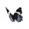 creature-butterfly-westernbluecharaxesfemale