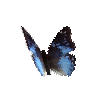 creature-butterfly-westernbluecharaxesmale