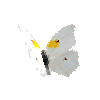 creature-butterfly-whiteangledsulphurmale