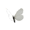 creature-butterfly-woodwhitefemale