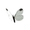 creature-butterfly-woodwhitemale