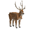 creature-deer-chital-adult-male