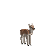 creature-deer-chital-baby-female