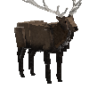 creature-deer-elk-adult-male