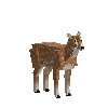 creature-deer-fallow-adult-female