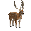 creature-deer-fallow-adult-male