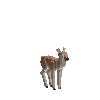 creature-deer-fallow-female-baby