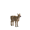 creature-deer-pampas-adult-female
