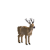 creature-deer-pampas-adult-male