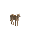 creature-deer-pampas-male-adult