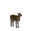 creature-deer-redbrocket-adult-female