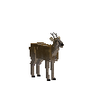 creature-deer-redbrocket-adult-male