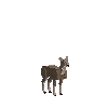 creature-deer-redbrocket-baby-male