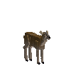creature-deer-redbrocket-female-adult
