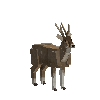 creature-deer-taruca-adult-male