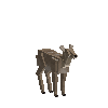 creature-deer-water-female-adult
