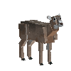 creature-deer-whitetail-adult-female