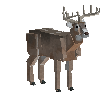 creature-deer-whitetail-adult-male