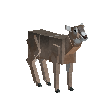 creature-deer-whitetail-male-adult
