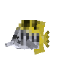 creature-fish-reef-butterfly-blackwedged-adult-male