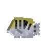 creature-fish-reef-tang-banded-adult-female