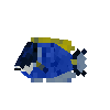 creature-fish-reef-tang-powderblue-adult-male