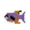 creature-fish-reef-wrasse-creole-adult-female