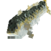 creature-fish-saltwater-amberjack-yellowtail-adult-male