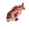 creature-fish-saltwater-bream-sea-adult-male