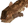 creature-fish-saltwater-coelacanth-common-adult-female