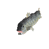 creature-fish-saltwater-herring-atlantic-adult-female