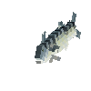 creature-fish-saltwater-mackerel-atlantic-adult-female