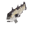 creature-fish-saltwater-pollock-alaska-adult-female
