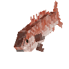 creature-fish-saltwater-snapper-red-adult-male