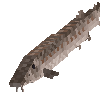 creature-fish-saltwater-sturgeon-atlantic-adult-female