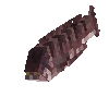 creature-fish-saltwater-wolf-bering-adult-male