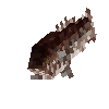 creature-fish-saltwater-wreckfish-atlantic-adult-male
