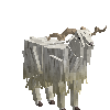 creature-goat-angora-adult-male