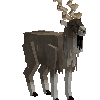 creature-goat-markhor-adult-male