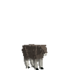 creature-goat-muskox-baby-male