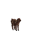 creature-goat-sirohi-male-baby